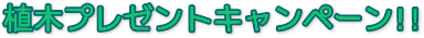 植木プレゼントキャンペーン