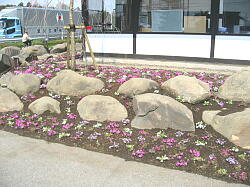 芝桜