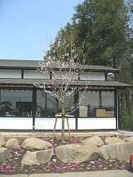 染井吉野