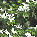 ヤマボウシ